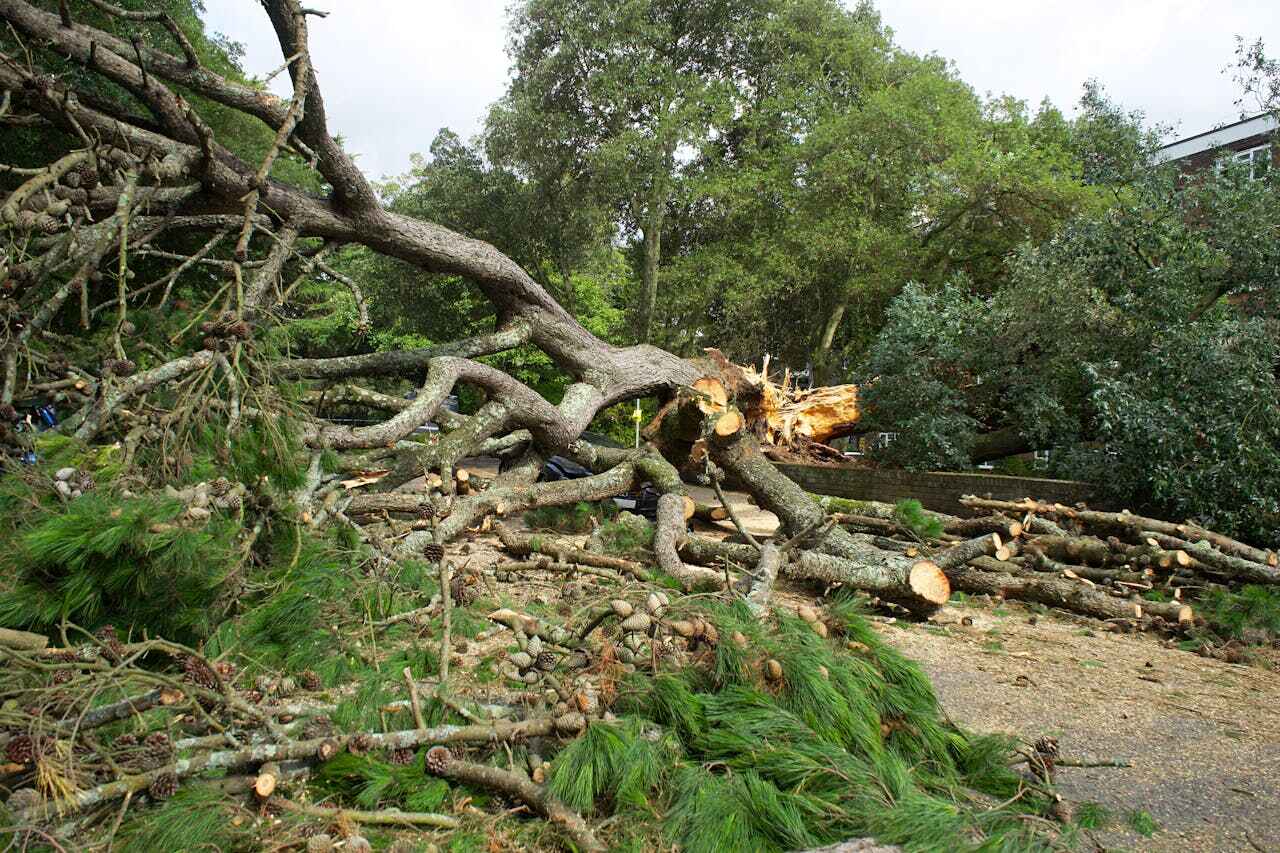 The Steps Involved in Our Tree Care Process in Live Oak, CA